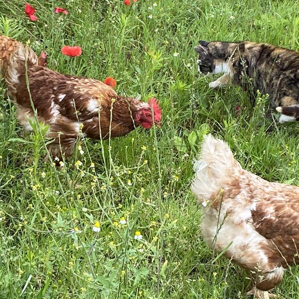 Ferienhof Messer Ostsee Schlei Bauernhof Ponys Wohnungen und Haus 4-8 Personen