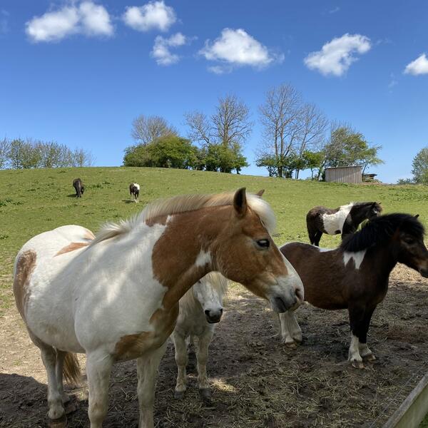 Ferienhof Messer Ostsee Schlei Bauernhof Ponys Wohnungen und Haus 4-8 Personen