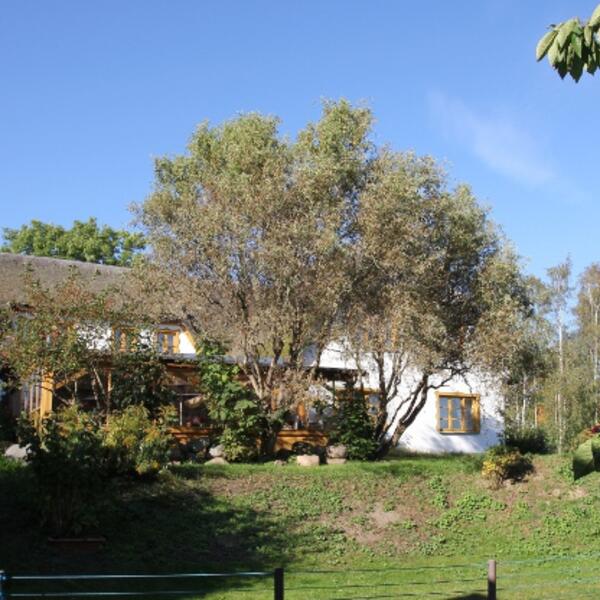 Rohrhus Rügen Urlaub unterm Reetdach