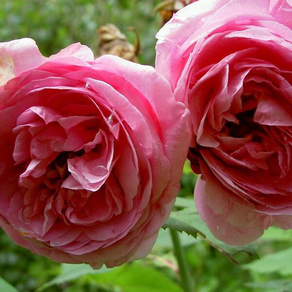 Ferienhaus Eichehüsli