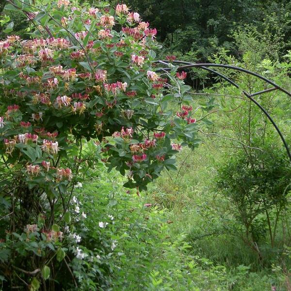 Ferienhaus Eichehüsli