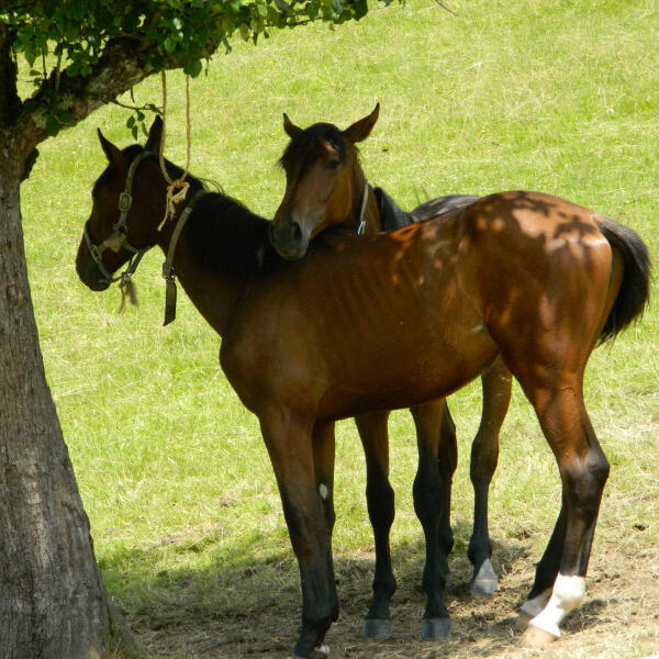 Gasthaus-Pension Erlenhof