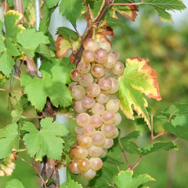 Ferienwohnung Rheingeschaut