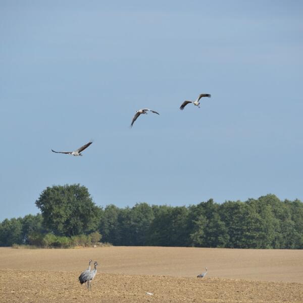 Gästehaus & Pension Zietlitz