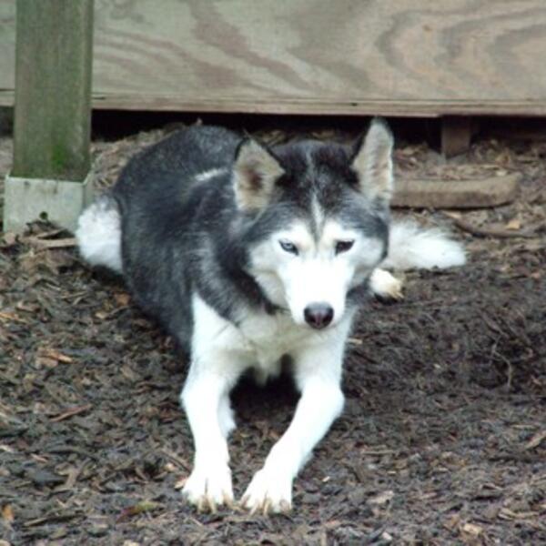 Ferienwohnungen Haus zum Husky Rimberg