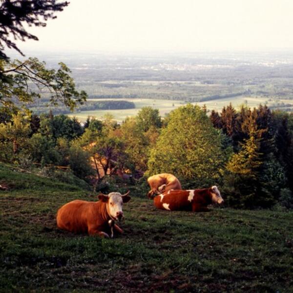 Ferienhof Schnellsried