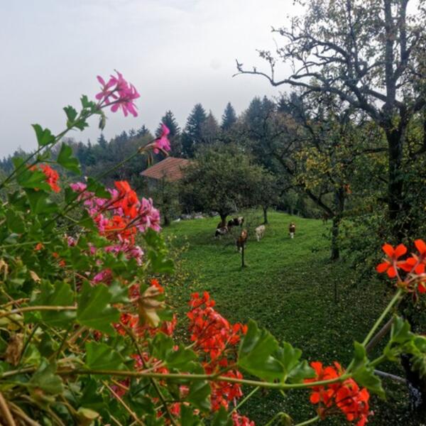 Ferienhof Schnellsried