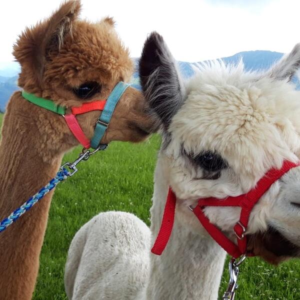 Urlaub am Bio-Bauernhof - Mitterhirschberg