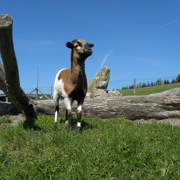 Urlaub am Bio-Bauernhof - Mitterhirschberg