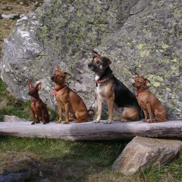 Ferienhütten in der Steiermark