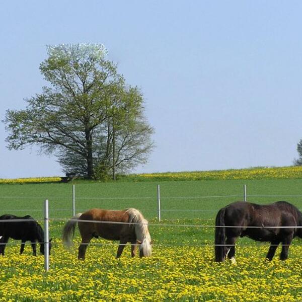 3 Sterne Paffratherhof