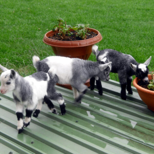 Ferienhof Kanalblick 55