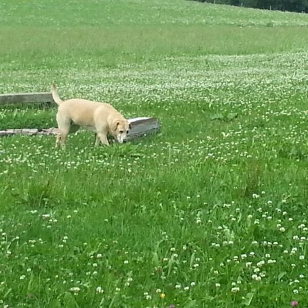 Vierbeiner sind bei uns herzlich Willkommen