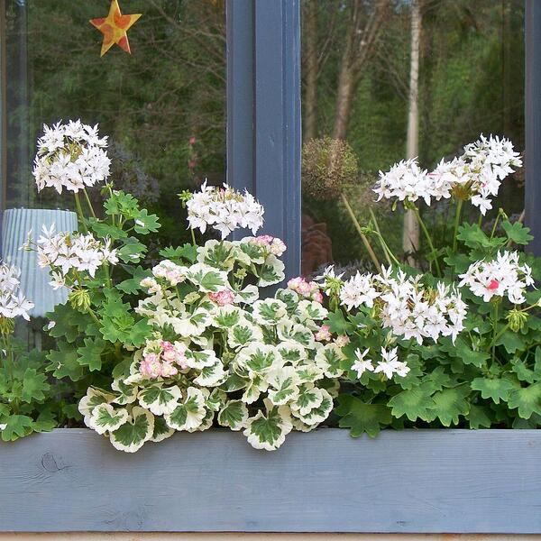 Dammschloesschen Dresden