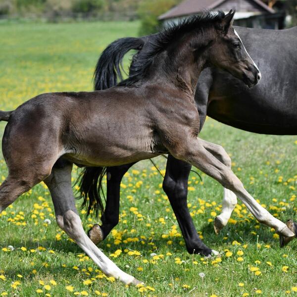 Reiterparadies Talhof