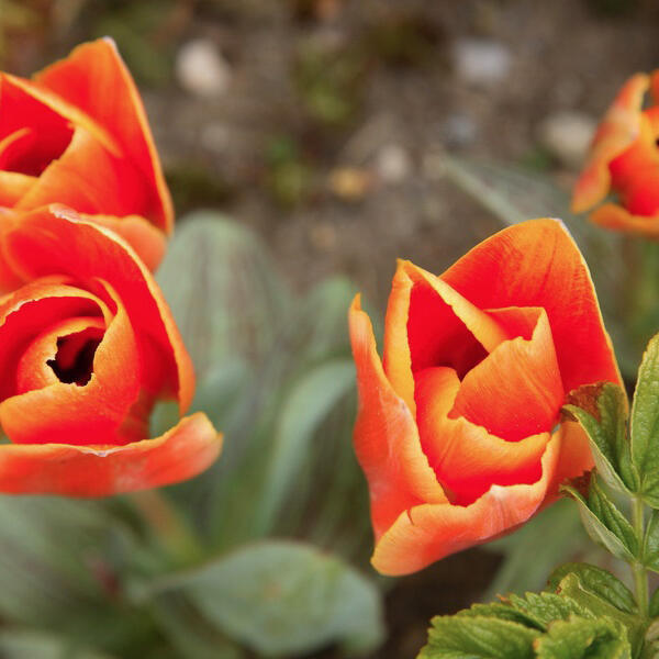 Pension Landhaus Herkules