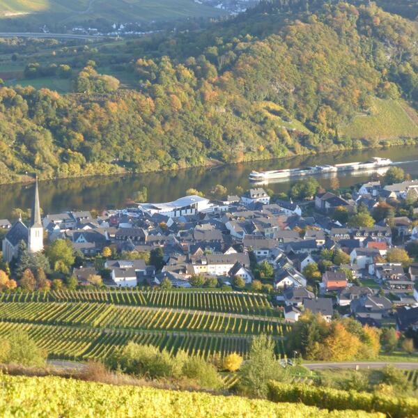 Ferien-Weingut Steuer