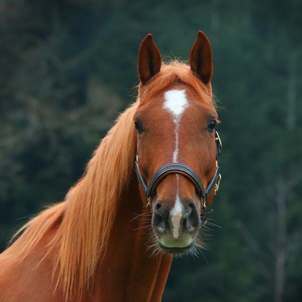 Reitpferd Cilli